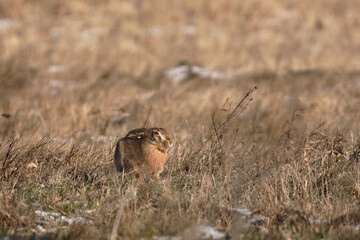 European hare on the field