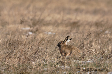 European hare on the field