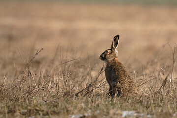 European hare on the field
