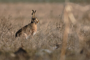 European hare on the field
