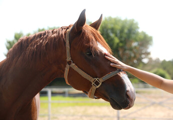 Obraz premium Woman petting chestnut horse in paddock on sunny day. Beautiful pet