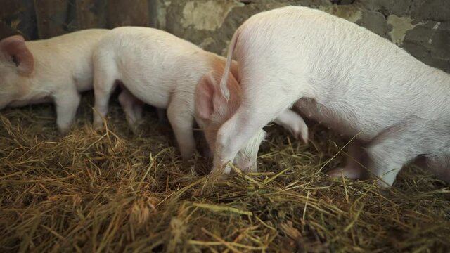 Young piglets prowl in the hay in search of food. Piglets in the enclosure. Farming. Domestic animal breeding. Meat production factory. Livestock raising.