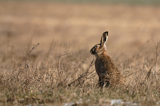 European hare on the field