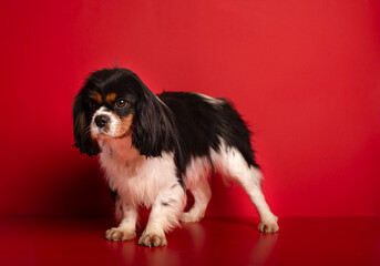 Cavalier king charles spaniel, a beautiful  dog  for red background