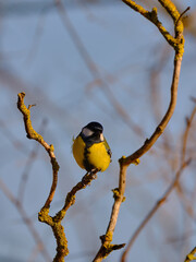 Great tit - Parus major on the tree