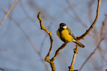 Fototapeta premium Great tit - Parus major on the tree