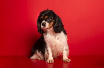 King Charles Spaniel on red  background