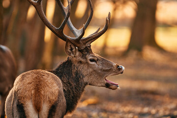 Red deer roaring in the woods with beautiful big antlers