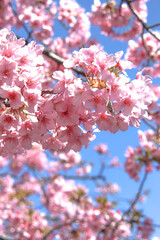 サクラ 桜 さくら 美しい 花 きれい 鮮やか かわいい 入学 卒業 