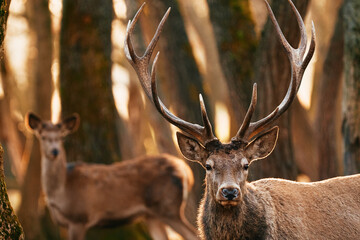 Great adult noble Red Deer with big horns and a female deer