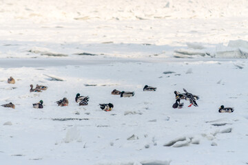 A flock of birds on the frozen water of the Danube River below the Petrovaradin Fortress, Vojvodina, Novi Sad, Petrovaradin, Serbia. 