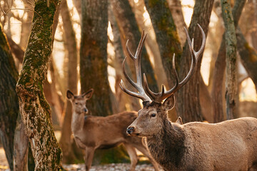 Great adult noble Red Deer with big horns and a female deer