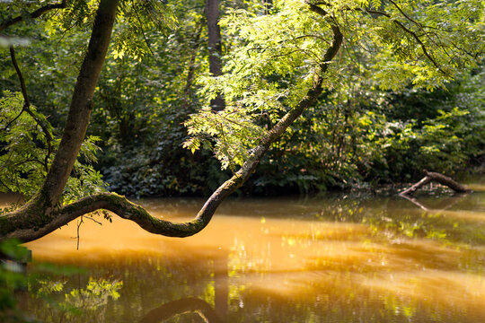 T&uuml;mpel mit Brackwasser und Ast im Naturschutzgebiet