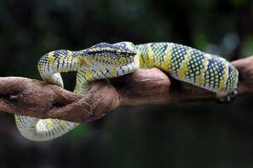 wagleri pit viper snakes, tropidolaemus wagleri