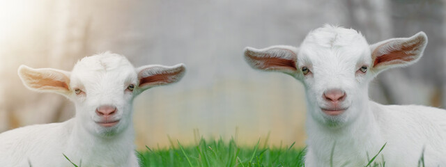 Ziegenbaby - Ziegenlamm	auf grüner Wiese - Ostern Hintergrund Ziege Lamm Baby