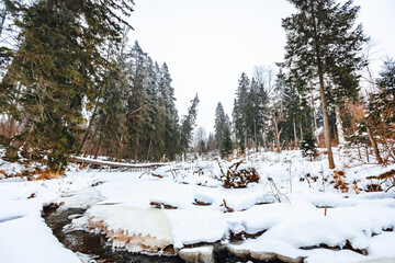 Selective focus of freezing river in the middle of a forest during winter