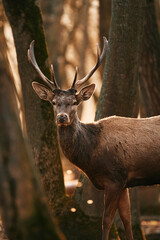 Great adult noble Red Deer with big horns