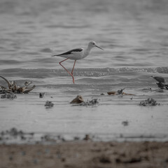 black wing stilt