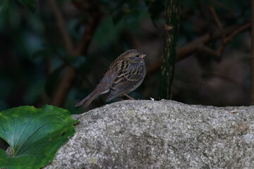 gray bunting on the rock