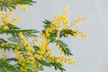 Blooming mimosa tree on a gray background.Mimosa spring flowers Easter and women's days background.Trendy colors 2021
