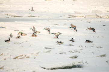 A flock of birds on the frozen water of the Danube River below the Petrovaradin Fortress, Vojvodina, Novi Sad, Petrovaradin, Serbia. 