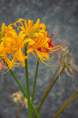 彼岸花　秋のイメージ