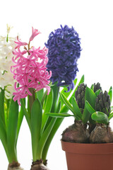 ヒヤシンス