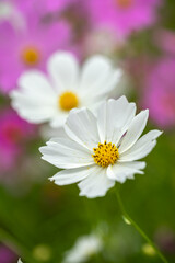 Obraz premium コスモス畑 秋のイメージ