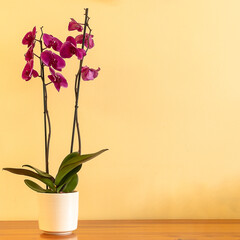 Blooming Mini Velvet Burgundy Phalaenopsis Orchid Plant isolated on natural background. Moth Orchids.