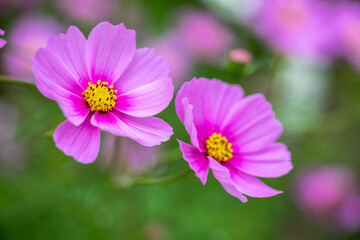 Fototapeta premium コスモスの花 秋のイメージ