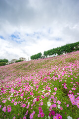 コスモスの花　秋のイメージ