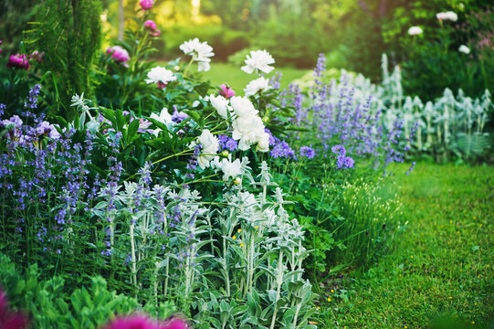 beautiful english style cottage garden view in summer with blooming peonies and companions - stachys, catnip, heranium, iris sibirica. Composition in white and blue tones. Landscape design.