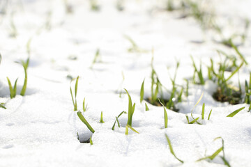 Green grass growing through snow on sunny day, closeup