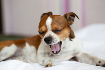 Small chihuahua dog yawning with close eyes lying on the bed. 