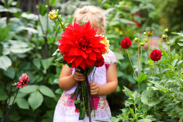 Portrait of little toddler girl admiring bouquet of huge blooming red and pink dahlia flowers. Cute...