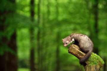Marten in the forest 