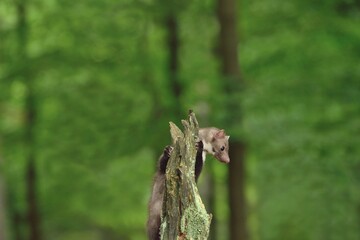Marten in the forest 