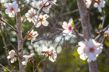 Almond blossom, Spain