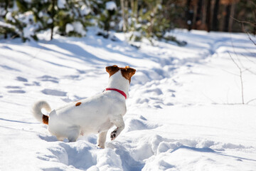 back Jack Russell Terrier hunting in snow drifts in a rack in the forest, horizontal,