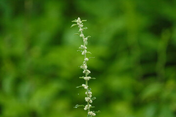 close up of a grass