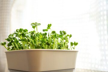 かいわれ大根の室内栽培　趣味の園芸