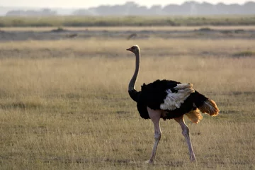 Fotobehang  Amboseli - Two-toed ostrich (female) © Lukas