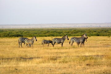 Fototapeta na wymiar Amboseli - Böhm´s zebras (stepní)