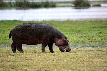 Amboseli - Hippo 