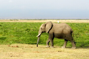 Naklejka na ściany i meble Amboseli - Elephant with bird