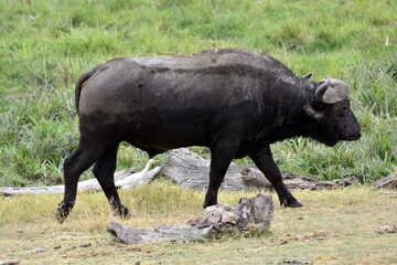  Amboseli - Kaffir buffalo