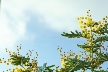 Beautiful view of mimosa tree with bright yellow flowers against blue sky, space for text