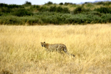 Amboseli - Cheetah