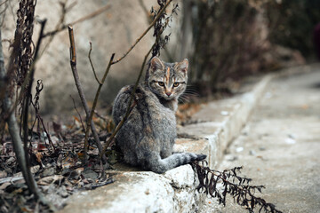 Naklejka na ściany i meble Lonely stray cat outdoors. Pet homelessness problem