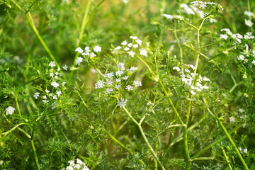 Oenanthe aquatica, known as fineleaf water dropwort or fine-leaved water dropwort. Biennial poisonous plant close-up.
